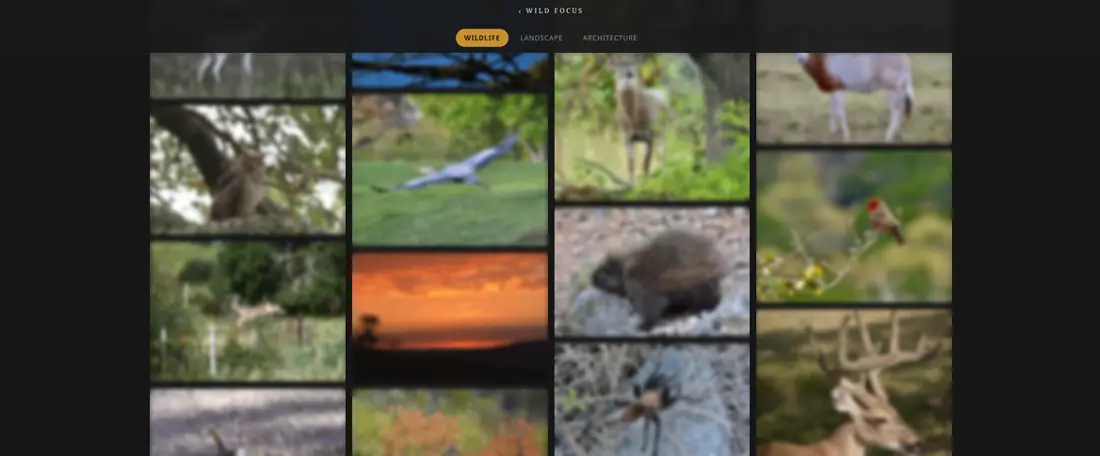 Wild Focus gallery layout with softened photo previews