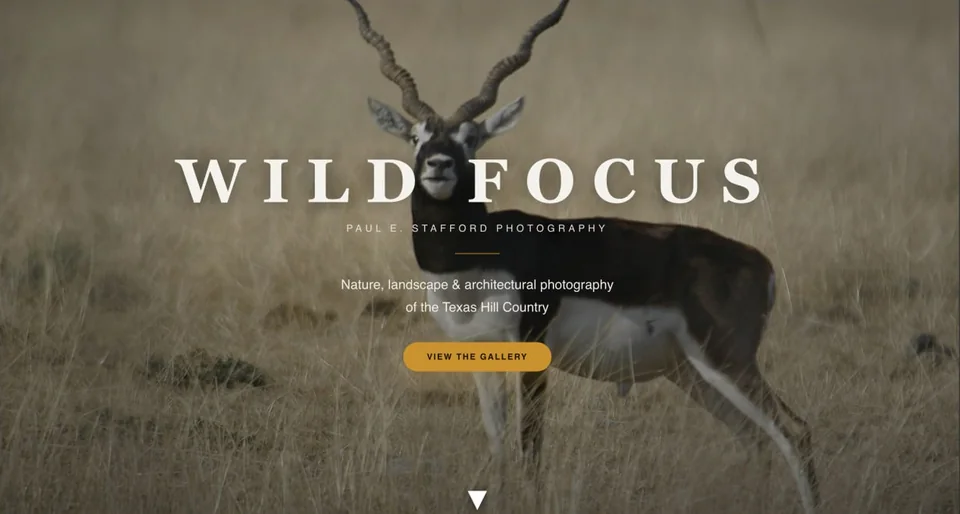 Wild Focus website by Center Point Labs, with an antelope photograph and the title Paul E. Stafford Photography.